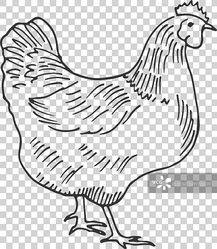 母鸡素描家禽家养家禽农场图片素材