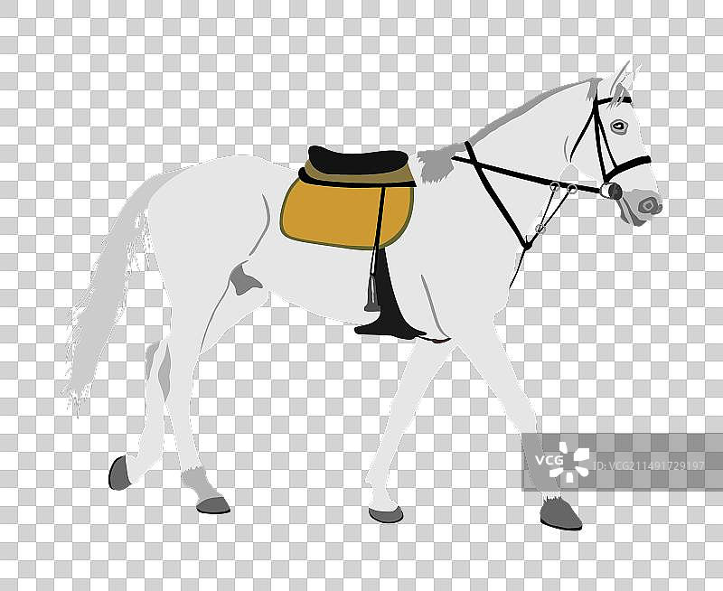 优雅的白色赛马，已隔离图片素材