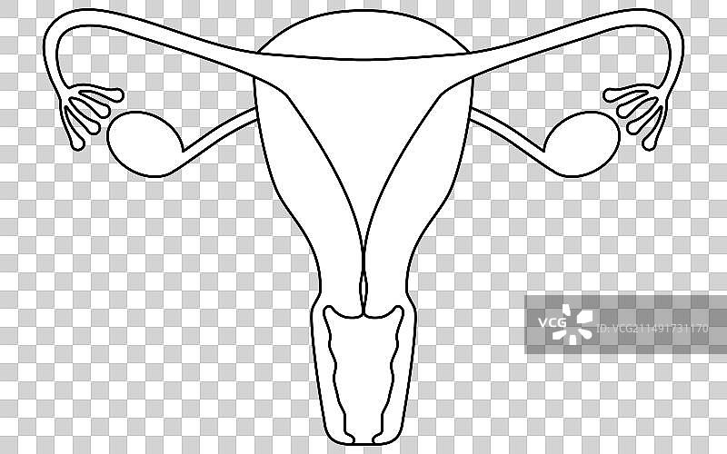 图解与解剖图图片素材