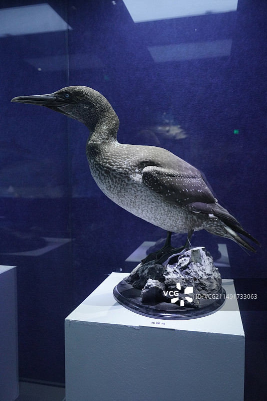 海洋馆中展示的北鲣鸟标本图片素材