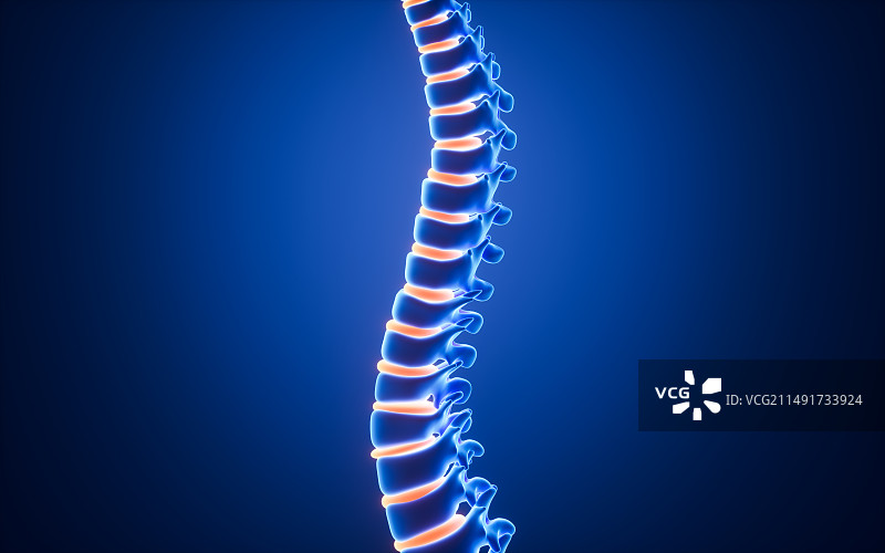 人类脊椎脊柱模型3D渲染图片素材