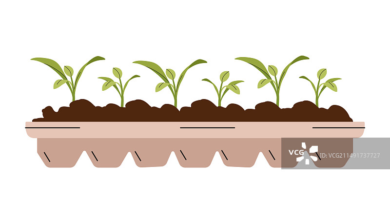 盆栽中生长的蔬菜幼苗图片素材