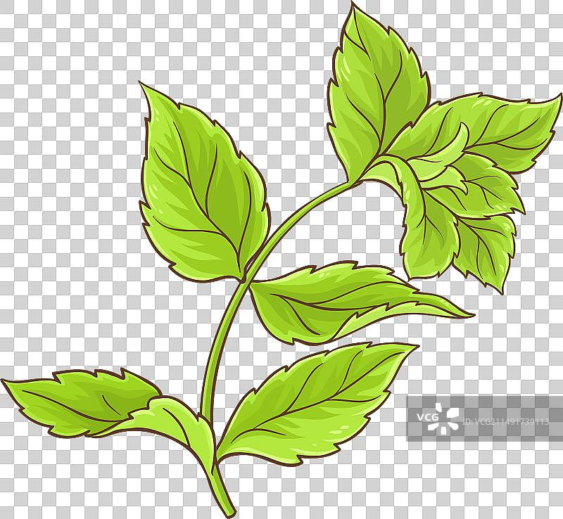 彩色薄荷枝图片素材