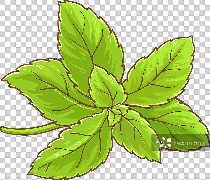 甜叶菊植物彩色细节图片素材