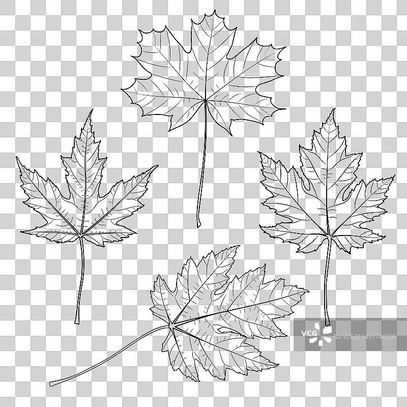 枫树叶轮廓合集图片素材