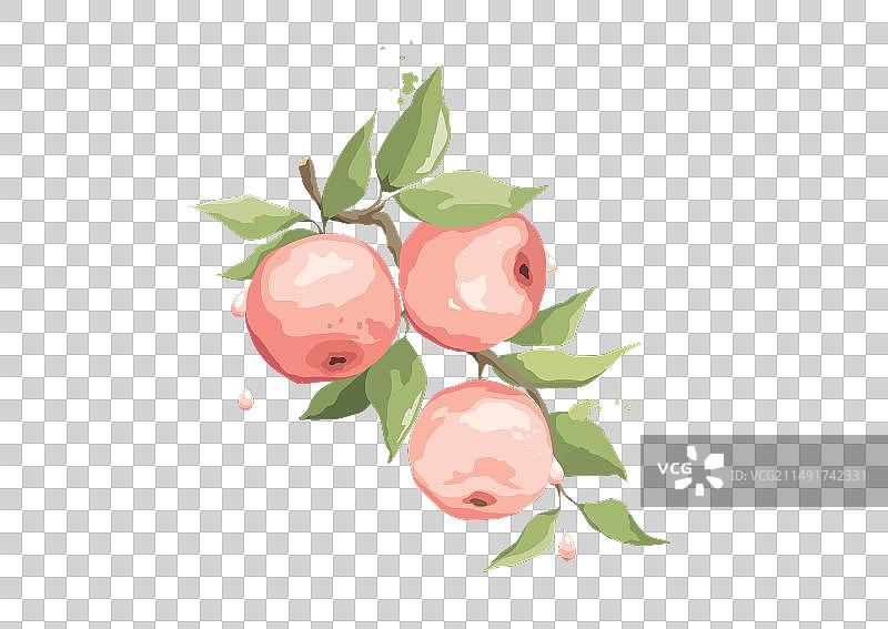 苹果枝夏季卡片图片素材