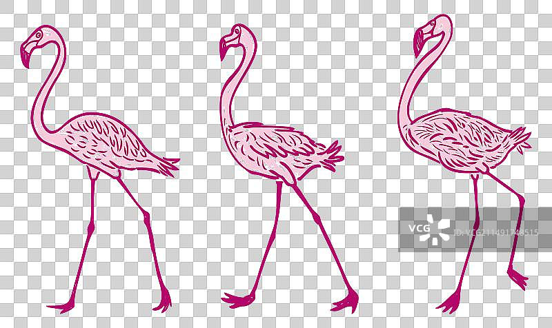三只卡通粉色涉禽火烈鸟图片素材