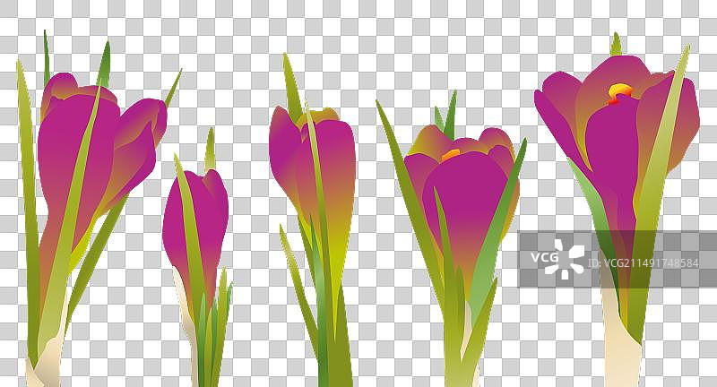 番红花春天花朵紫色花苞绿色叶子图片素材