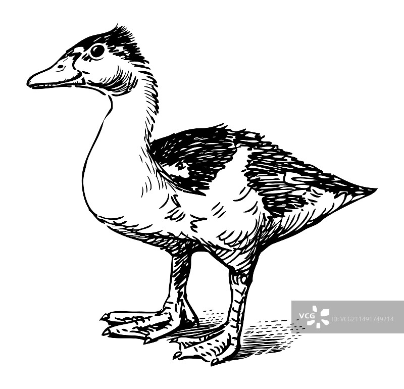 手绘野鸭水禽鸟类速写图片素材