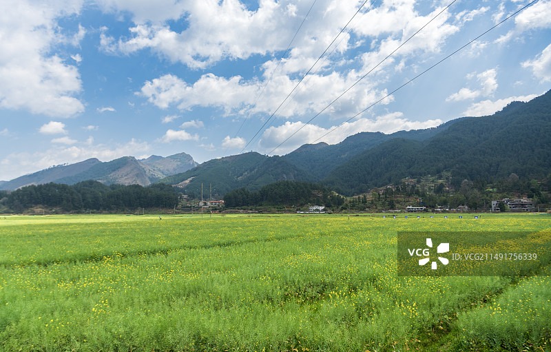 花期末段的音寨万亩油菜基地图片素材