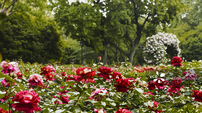 上海植物园-花园景色图片素材