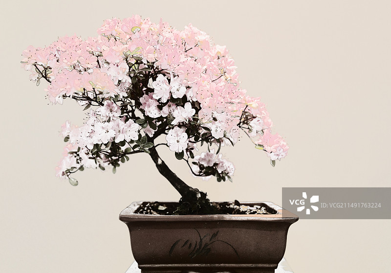 梅花盆景图片素材