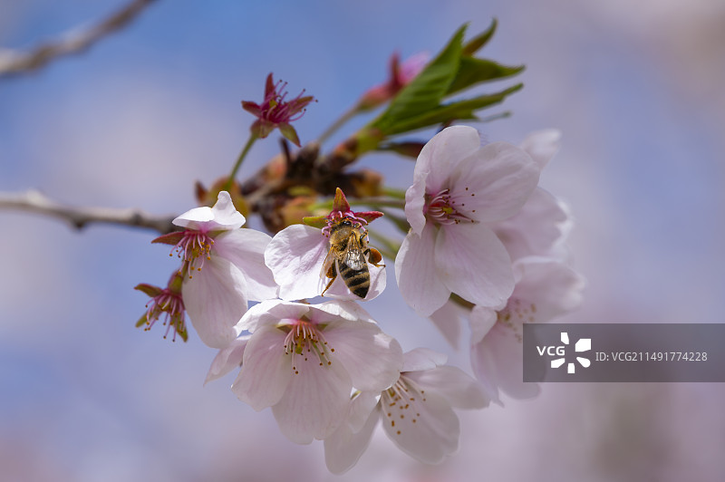 大连旅顺龙王塘樱花园图片素材