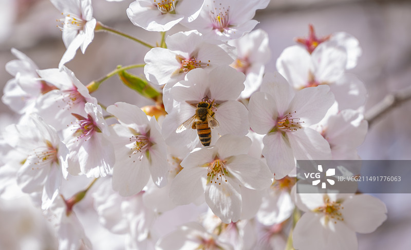 大连旅顺龙王塘樱花图片素材