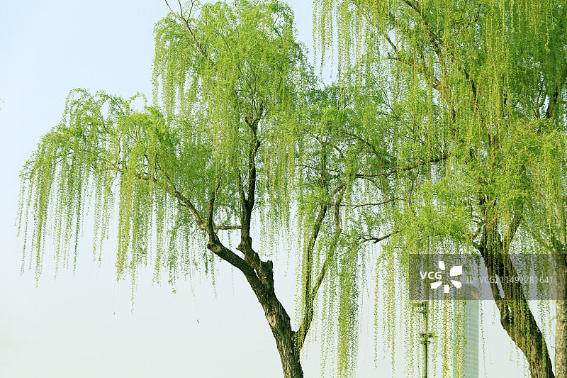 万条垂下绿丝绦图片素材