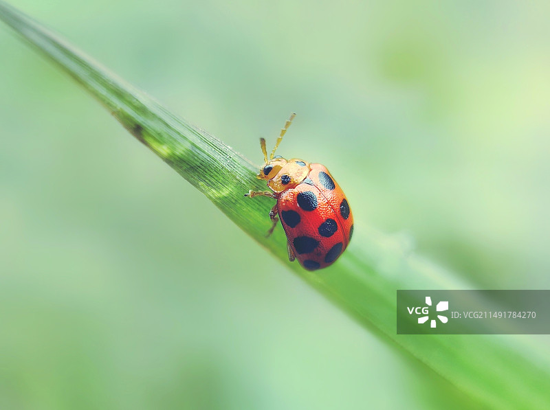十二星瓢虫图片素材