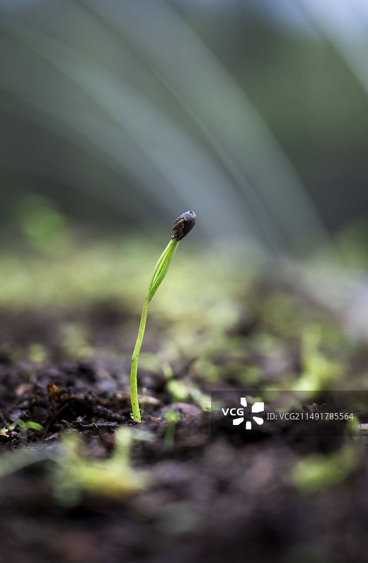 植物大熊猫“银杉”图片素材