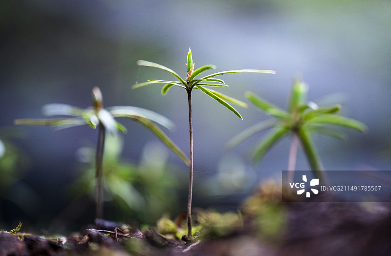 植物大熊猫“银杉”图片素材