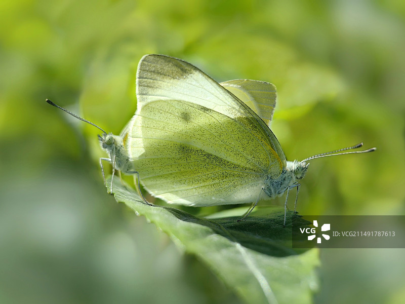 爱在冬季图片素材