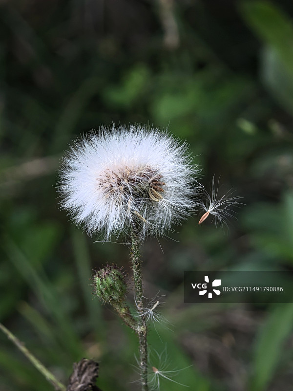 蒲公英图片素材