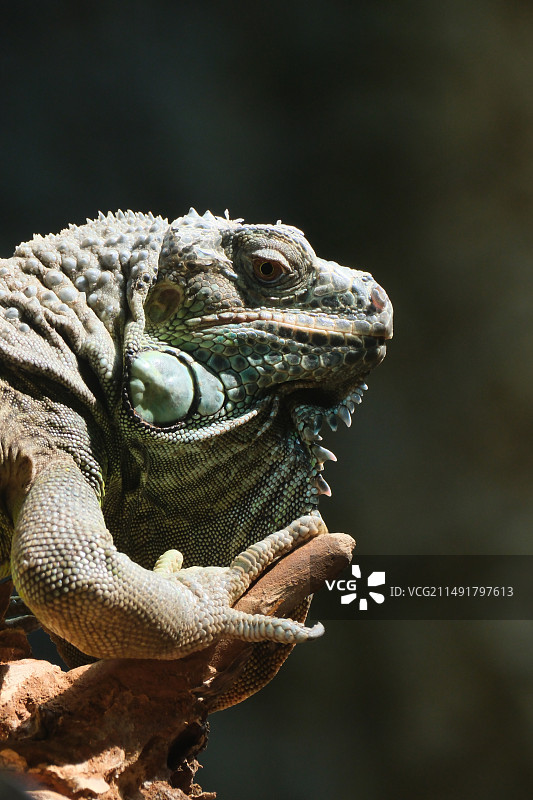 树枝上蜥蜴的特写镜头图片素材