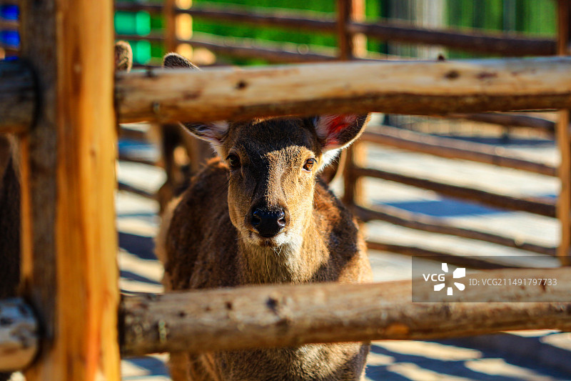 动物园里的鹿画像图片素材
