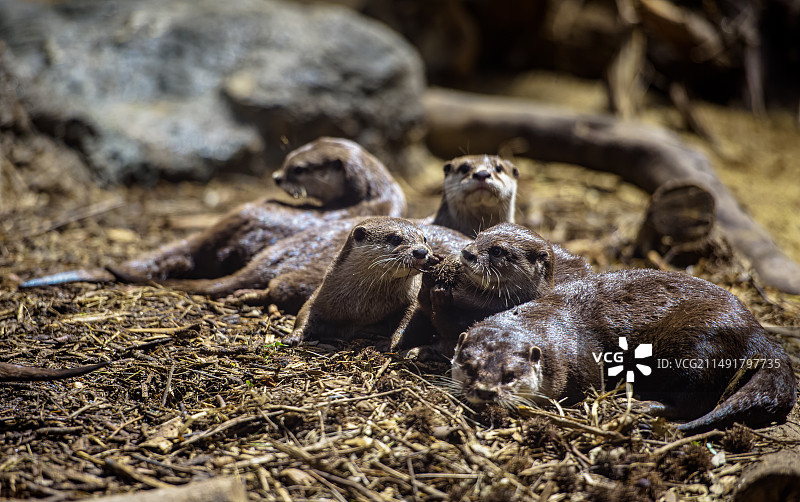 亚洲短爪水獭图片素材