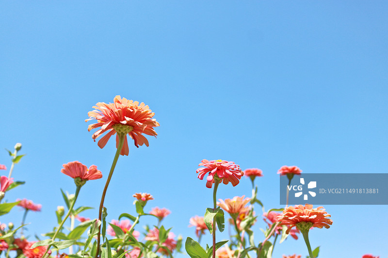 蓝天下的菊花图片素材