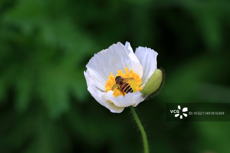 白色冰岛虞美人图片素材