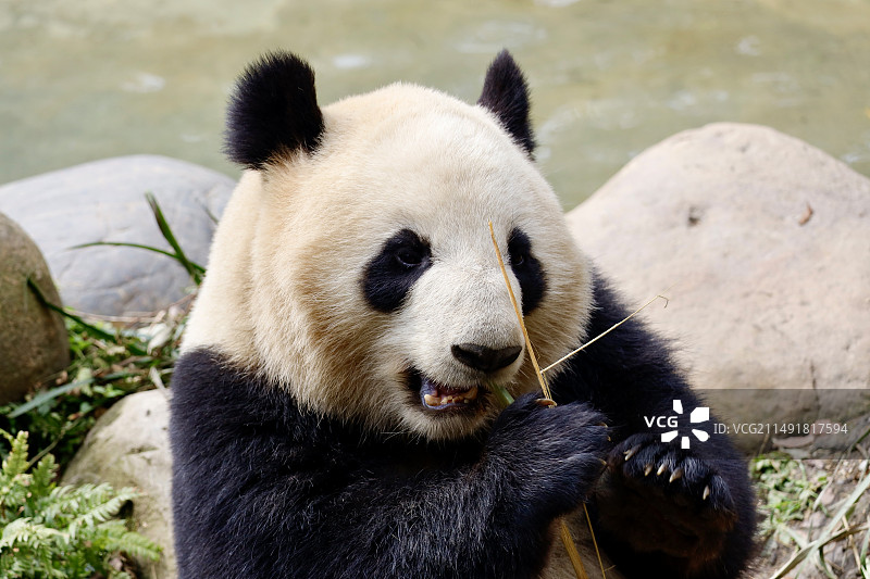 大熊猫图片素材