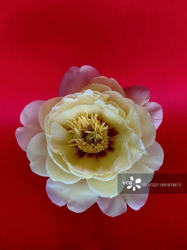 红色背景芍药花的特写镜头图片素材