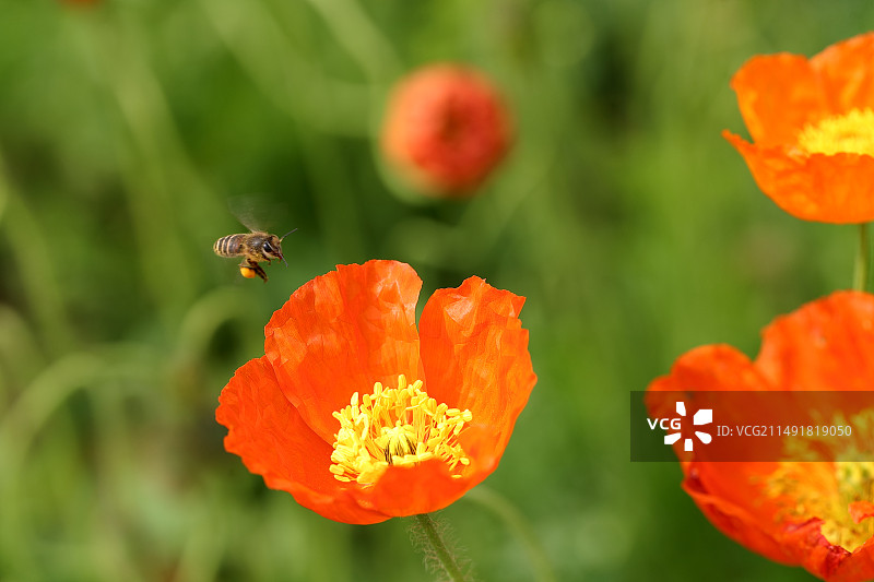 红色冰岛虞美人图片素材