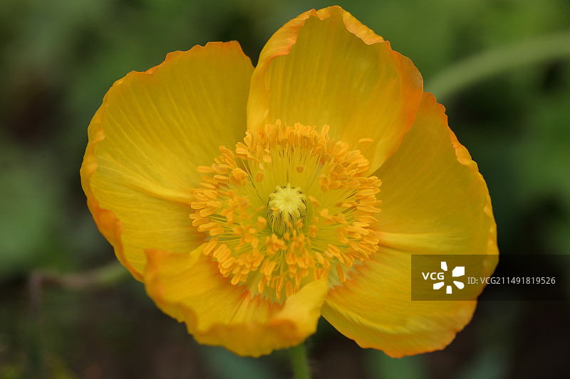 用于观赏的黄花特写图片素材