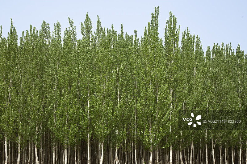 春天的白杨树图片素材