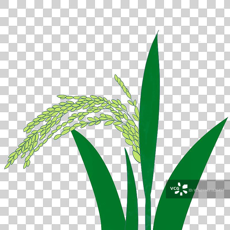 水稻特写镜头图片素材