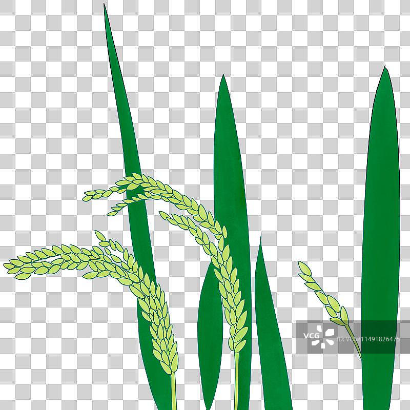 压弯枝头的水稻图片素材