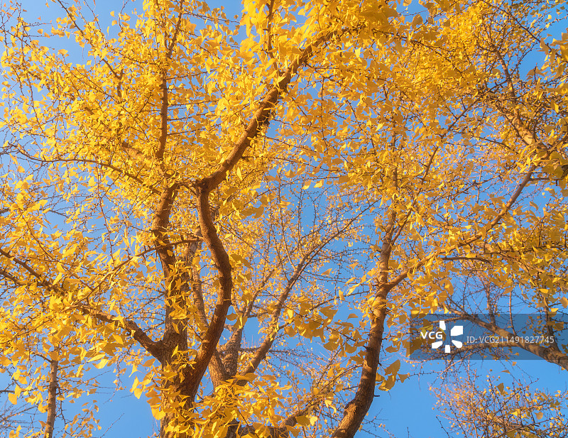 北京秋天故宫银杏图片素材