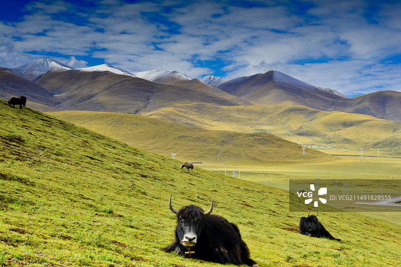 在海拔4700的青藏高原，蓝天白云下的绿色牧场。图片素材