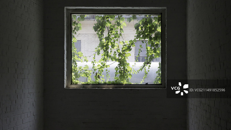 窗户 植物 叶子图片素材