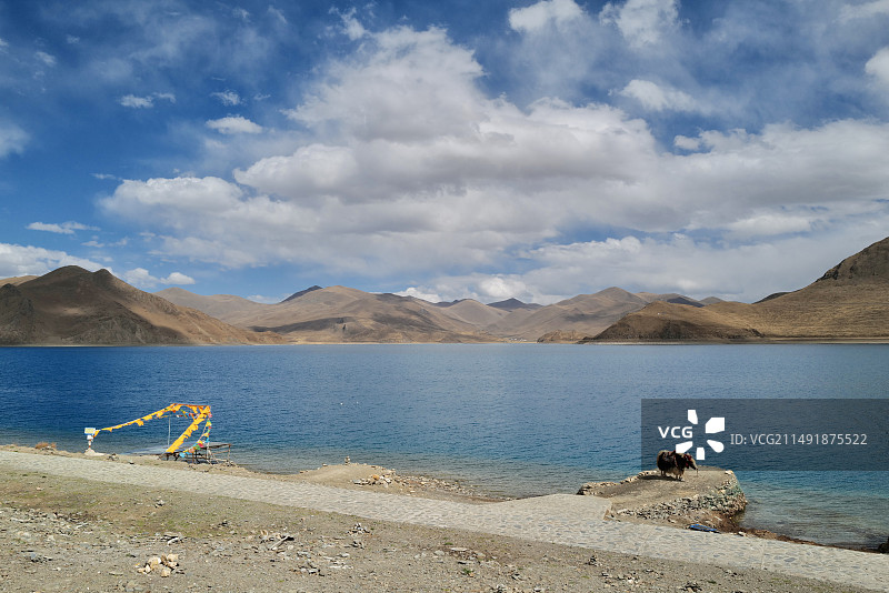 羊卓雍措湖畔的飘扬的经幡与牦牛图片素材
