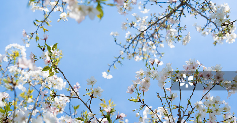 春天梨花盛开蓝天背景图片素材