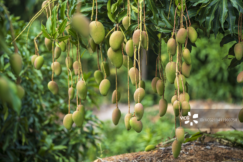 挂在树上的芒果特写镜头图片素材