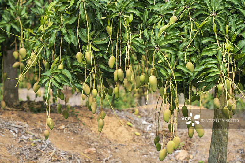 挂在树上的芒果特写镜头图片素材