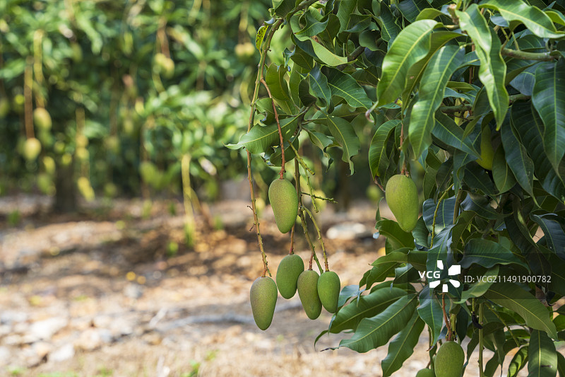 挂在树上的芒果特写镜头图片素材