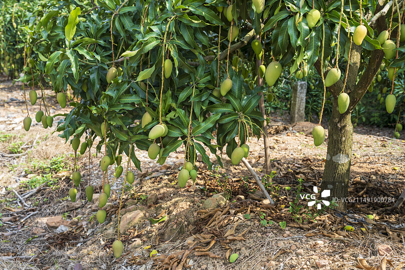 挂在树上的芒果特写镜头图片素材