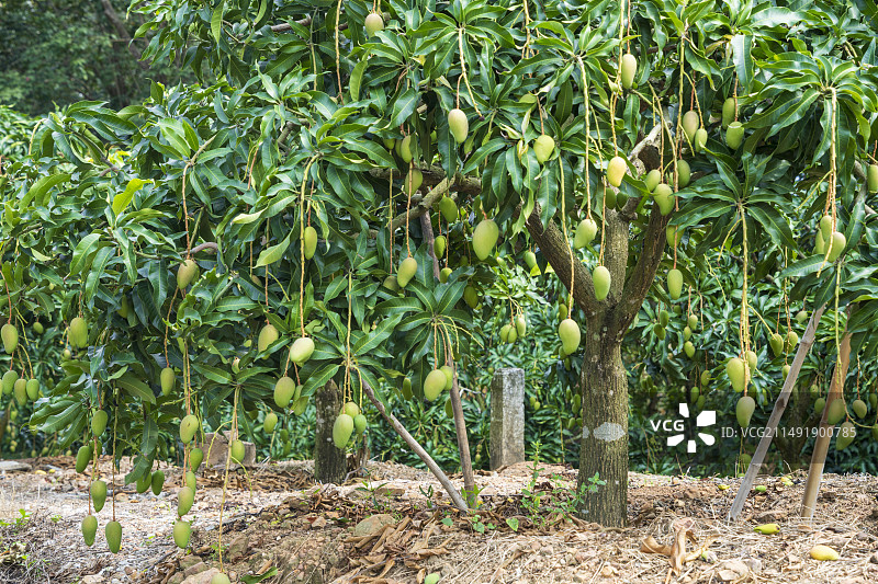 挂在树上的芒果特写镜头图片素材