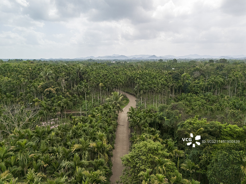 海南槟榔树林图片素材