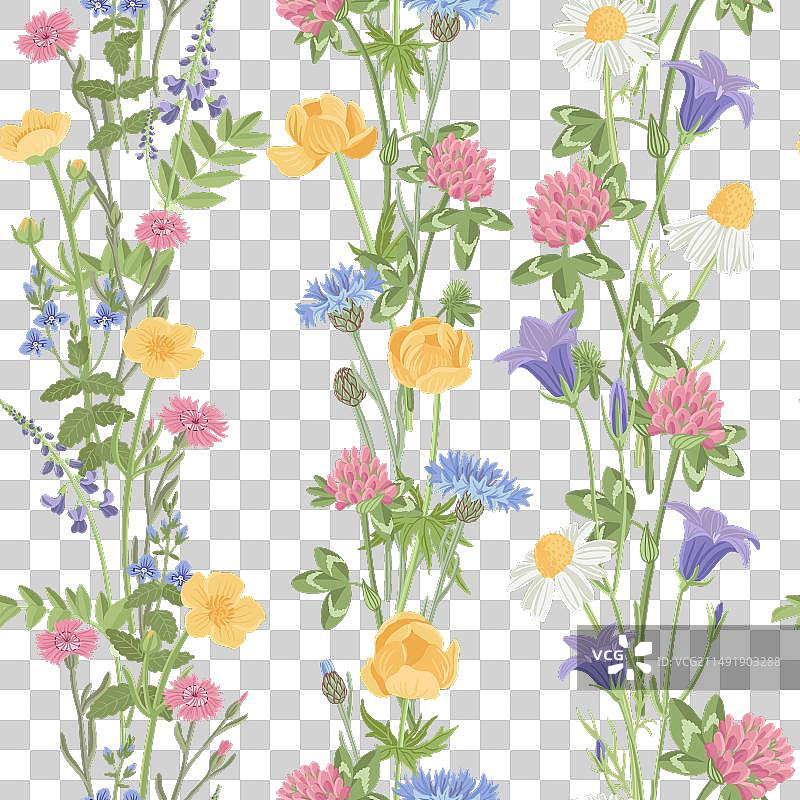 野生洋甘菊花卉绘画图片素材