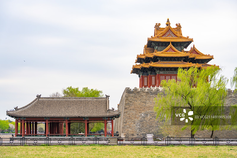 春天清明节后故宫角楼碧桃花绽放春天风景图片素材