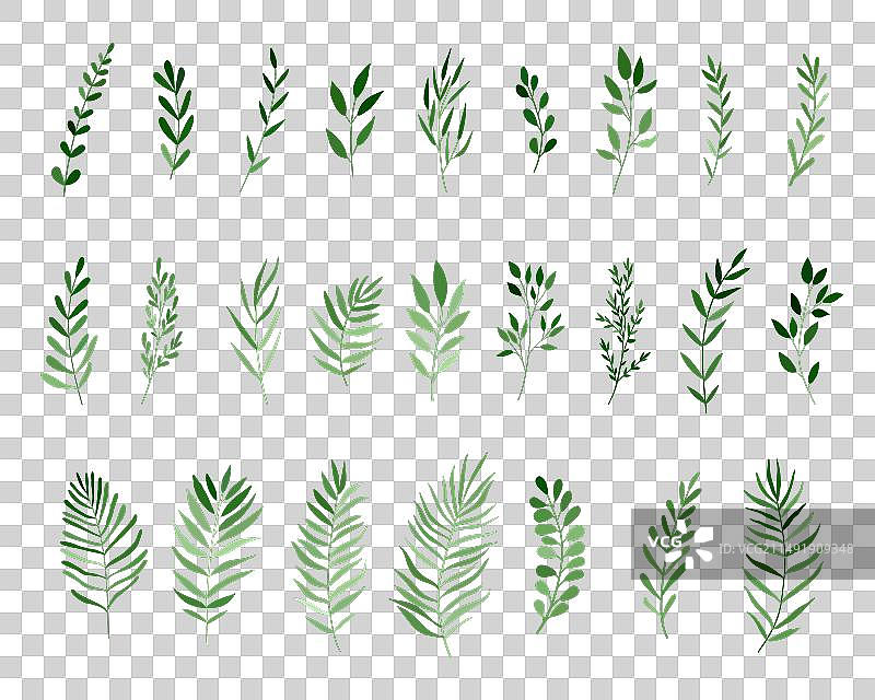 花园和野生植物花卉合集图片素材